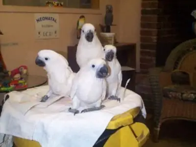 Umbrella Cockatoos for sale