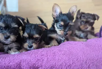 赠送约克夏梗犬幼犬（公犬和母犬）