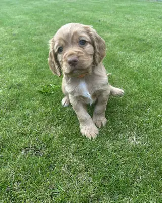 赠送公可卡犬幼犬和母可卡犬幼犬