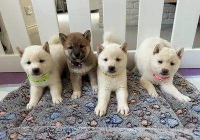 赠送柴犬幼犬（公母都有）