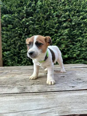 Gift male and female Jack Russell Terrier puppies