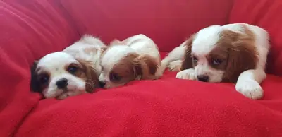 赠送雄性和雌性查理王小猎犬幼犬