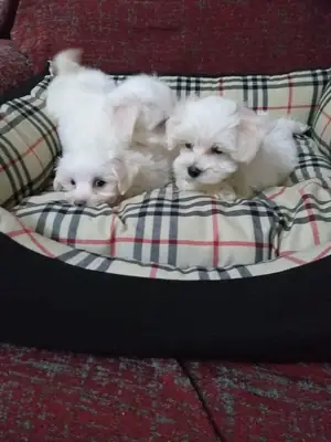 Gift male and female Maltese puppies