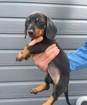 赠送腊肠犬幼犬（公母都有）