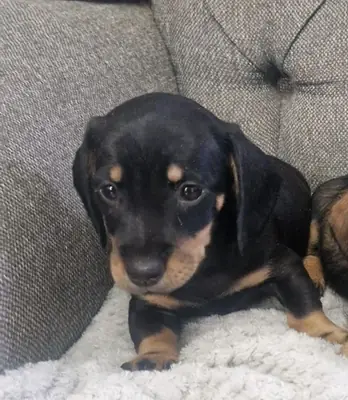 一只刚毛幼犬