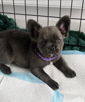 可爱的长毛法国斗牛犬幼犬——正在寻找永远的家🐾