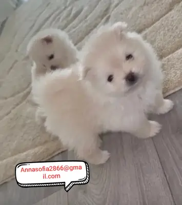 Cachorros de Pomerania para adopción