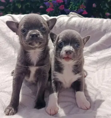 可爱的吉娃娃幼犬待领养