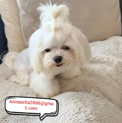 可爱的马尔济斯犬幼犬待领养