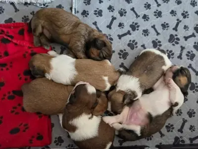 Wunderschöne Shih Tzu-Welpen - Standard, KC Reg