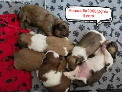 美丽的西施犬幼犬 - 标准，KC注册