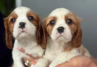 Güzel Cavalier King Charles yavruları