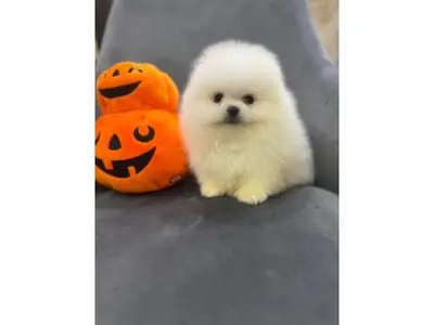 Beautiful Pure White Pomeranian Girl - Micro Sized & Sweetest Personality