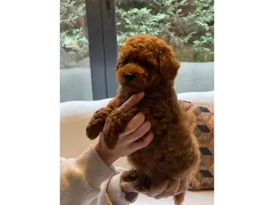 Gorgeous Deep Red Toy Poodle Boy - Hypoallergenic & Super Smart!