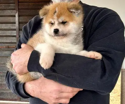 I will give away Akita puppies (boy and girl) to good hands.
