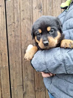 Gift male and female Rottweiler puppies