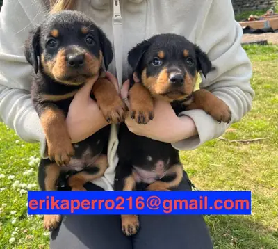 Rottweiler Yavruları (erkek ve dişi) hediye ediliyor