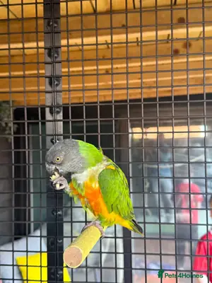 Pair of Senegal Parrots