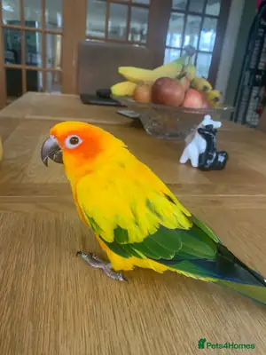 Female Conure for sale