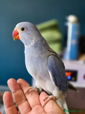 Stunning Hand Reared Ringnecks