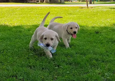 Labrador Retriever Puppies – Healthy, Loving & Ready for Their Forever Homes