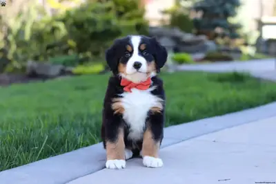 Cachorro de perro de montaña bernés en venta