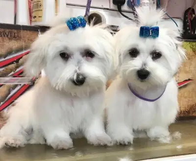 Super Adorable Teacup Maltese Puppies for Sale – Tiny, Loving & Ready for Their Forever Homes