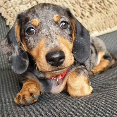 Adorables cachorros de dachshund en venta