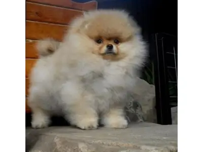 ¡Precioso Cachorro Pomerania Macho - Cara de Osito y Muy Juguetón!