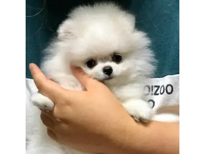 Diminuta Hembra Pomerania Parti-Color - ¡Lista para Llenarte de Amor!