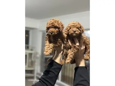 Espectacular Caniche Toy Macho Color Albaricoque - ¡100% Hipoalergénico!