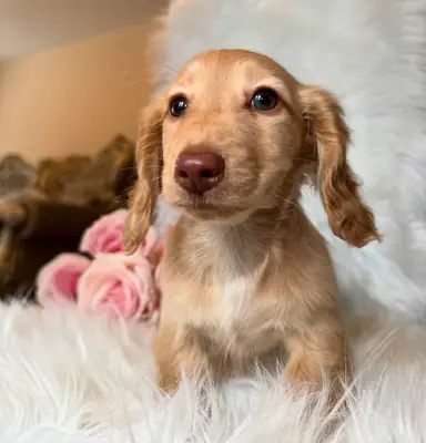 Dachshund