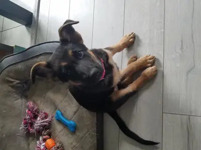 Beautiful German shepherd puppies