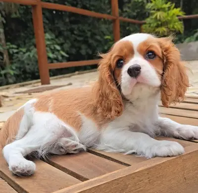Cavalier king charle puppies