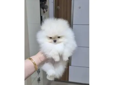 Superbe Femelle Poméranie Blanc - Douce et Prête pour sa Nouvelle Famille