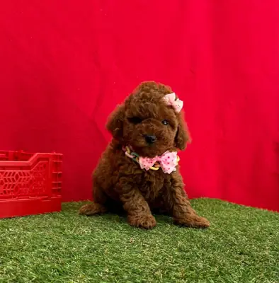 Petite Femelle Caniche Nain Marron - Très Affectueuse et Calme