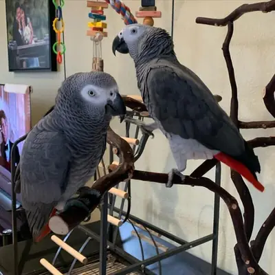 ¡Loros grises africanos machos y hembras disponibles! 