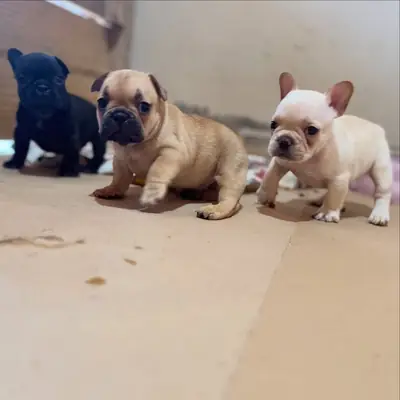 Chiots Bouledogue français, mâles et femelles, disponibles ! 🐶 34 632 000 221