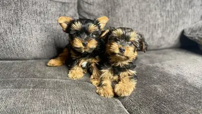 🐶 Erkek ve dişi Yorkshire Terrier yavruları mevcuttur! 🐶 34 632 000 221