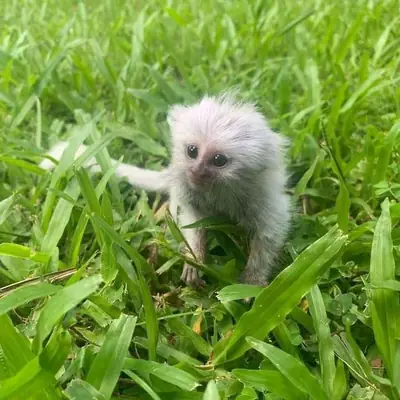 🐒 Magnifique ouistiti blanc disponible ! 🐒 34 632 000 221
