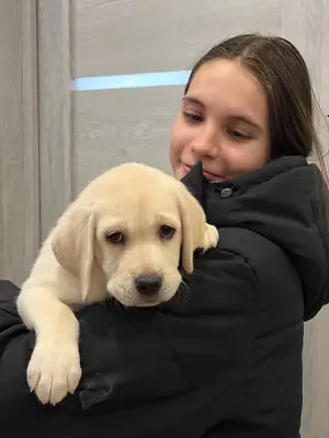 Labrador Retriever