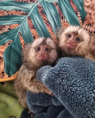 ¡Conoce a nuestros adorables monos tití macho y hembra! WhatsApp +34 632 000 221