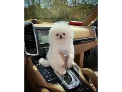 Kar Beyazı Boo Suratlı Pomeranian Erkek - Aşırı Sevimli ve Uysal!