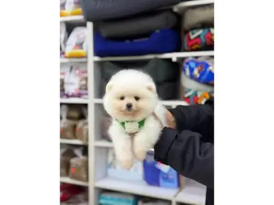 Bembeyaz Teacup Pomeranian Dişi Prenses - Çok Sakin, Havlamayan Karakter