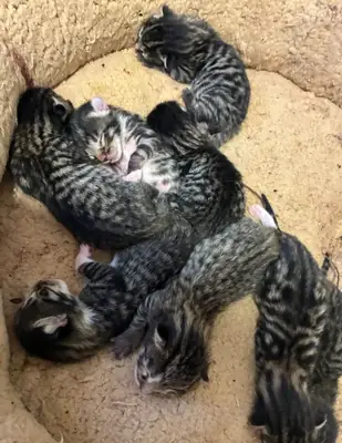 Gorgeous Bengal kittens