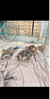 registered Bengal kittens