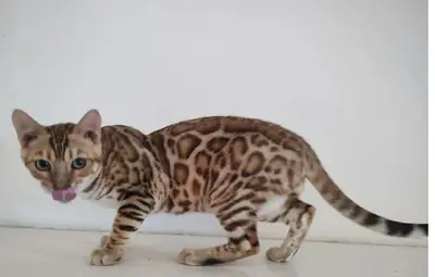 Bengal kitten