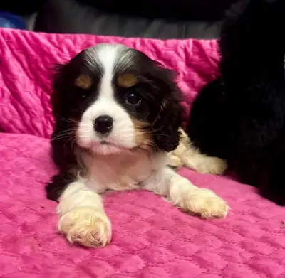 Ready now Cavalier King Charles spaniel