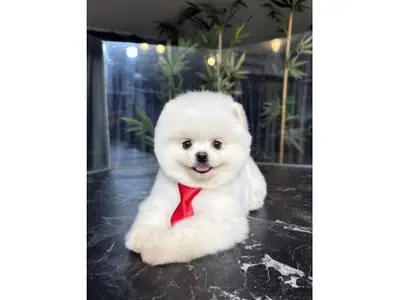 Stunning Pure White Pomeranian Boy - Fluffy Cloud, Ready Now!