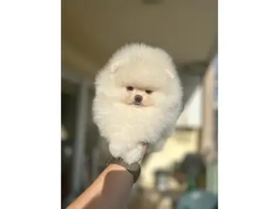 Tiny Ice White Teacup Pomeranian Girl - Very Sweet & Calm